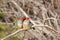 Pair of Red-browed Finches, Woodlands Historic Park, Victoria, Australia, June 2019