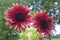 Pair of Red burgundy sunflowers