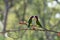 A Pair Of Red Collared Lorikeets