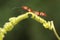 A pair of red cotton bugs are mating on bush.