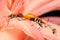 A pair of red cotton bugs are mating on bush.