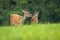 A pair of red deer touching with their noses while eating on the grassy meadow