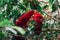 Pair of red eclectus parrots portrait closeup on a tree