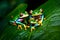 A pair of red-eyed tree frogs clinging to a rainforest leaf, showcasing their vibrant emerald coloration