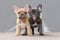 Pair of red fawn and chocolate brindle colored French Bulldog dog puppies with 7 weeks