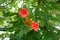 Pair of red flowers of Campsis radicans