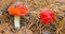 Pair of red flyagaric mushroom in forest