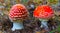 pair of red flyagaric mushroom in forest