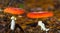 pair of red flyagaric mushroom in forest