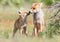 Pair of red foxes nuzzling