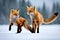 A pair of red foxes playing in a snowy meadow against a wintry backdrop