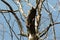 A pair of red head wood peckers building the nest