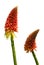 Pair of Red Hot Poker Flowers