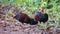 Pair of red Junglefowls male relaxing close the forest