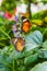 Pair of Red Lacewing butterflies in gardens