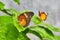 Pair of Red Lacewing butterflies on green plant