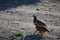 Pair of red-legged partridges.