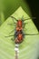 Pair of red milkweed beetles mating on flowers in Connecticut.