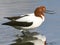 Pair of Red-necked Avocets standing together in water