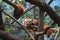 A pair of Red Panda Resting on Man Made Bamboo Support