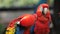 A pair of red parrot standing together.