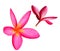 The pair of red Plumeria flowers on white background