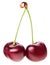 Pair of red ripe cherry fruit with green stem