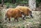 Pair of Red river hog (Potamochoerus porcus), animal scene