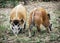 Pair of Red river hog - Potamochoerus porcus, animal scene