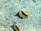 A pair of Red Sea bannerfish guards their reef and its surroundings 1442