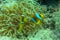A pair of Red Sea clownfish is staying close to its home anemone, which provides protection, home and security. Couple of