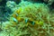 A pair of Red Sea clownfish is staying close to its home anemone, which provides protection, home and security. Couple of