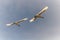 Pair of Red-Tailed Tropic Birds in Flight