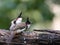 A pair of red vented bulbul