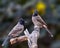 A Pair of Red vented bulbul