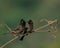 Pair of Red Vented Bulbuls clicked on a perch in India
