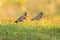 A pair of Red-Wattled Lapwing birds walking on lawn