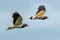 A pair of Red-Wattled Lapwing in flight with blue sky  background