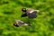 A pair of Red-Wattled Lapwing in flight with blur green tree  background
