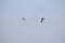 Pair of Red Wattled Lapwing flying in the sky