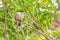 A pair of red-whiskered bulbuls are exchanging kiss.