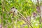 A pair of red-whiskered bulbuls plume their feathers on the tree.