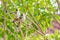 A pair of red-whiskered bulbuls plume their feathers on the tree.