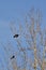 Pair of Red-winged Blackbirds (Agelaius phoeniceus) perched in tree along hiking trail at Tiny Marsh