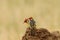 Pair of Red and yellow Barbet