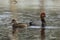 Pair of redhead ducks in water.