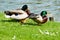 Pair of relaxing mallard ducks near pond