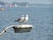 A pair of resting sea gulls
