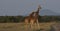 A pair of reticulated giraffes engaging in necking ritual in the wild, Kenya