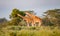 Pair of Reticulated giraffes feeding on tall trees.